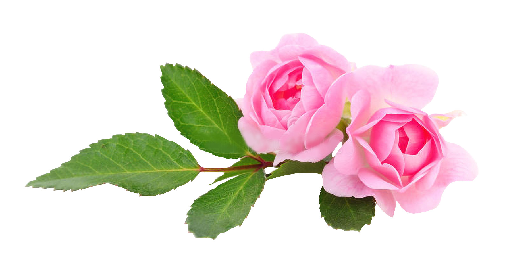 Cereza de café orgánico